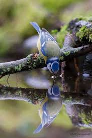 Poderoso Dios Poderoso Dios Mi Alma Clama Por Ti Beautiful Birds Birds Pet Birds