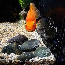 Pin On Fish And Fish Tanks I Want