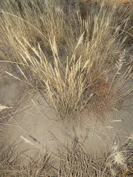 Image result for Aristida congesta