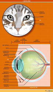 Voici dix maladies fréquemment rencontrées chez les chats, leurs particularités et les symptômes qui doivent alerter. Melanome De L Iris Chez Le Chat Conseil Veto Illustre Catedog
