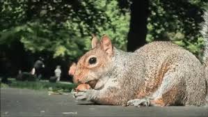 According to the website whatdosquirrelseat.org, these clever critters are some of the. Crazy Rabid Squirrel Gif