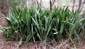 Image result for Sansevieria hyacinthoides