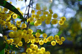 Wattle Tumblr Flora Ipswich Flowers