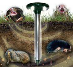 Highly effective rodent repeller for rats and mice, also targets some crawling insects. 31 Humane Animal And Rodent Control Ideas Rodent Control Pest Control Pests