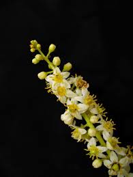 Image result for Burseraceae