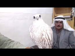 صيد طير حر ابيض جميل youtube