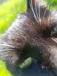 hoejabs: youngharlemnigga: ...