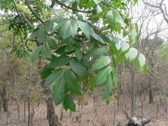 Image result for Anthospermum usambarense