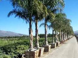 From the moment you arrive you'll be. Queen Palm Cocos Plumosa 36box Single Mov Youtube