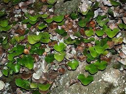 Image result for Adiantum reniforme