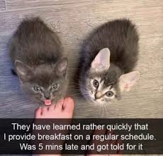 Funny Animal Meme Dump 21 Pics In 2020 Funny Animals Funny Animal Pictures Funny Animal Memes