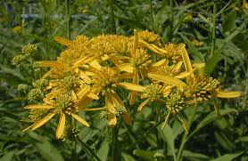 Image result for Verbesina