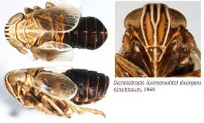 Image result for Distephanus biafrae