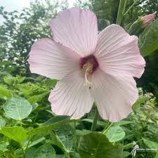 Image result for Hibiscus mechowii