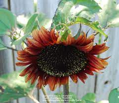 Photo Of Sunflower Helianthus Annuus Chianti Uploaded By Zencat Sunflower Plants Bloom