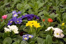 Maybe you would like to learn more about one of these? Purple Blue And White Flowers Bloom In February Ready For The March 8 Women S Day In A Sunny Greenhouse In The Village Near Novi Sad Serbia Stock Photo Picture And Royalty Free