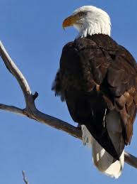 Boat rentals and fishing established in 2001. Bald Eagle Found In Glacier Died Of Lead Poisoning Keci