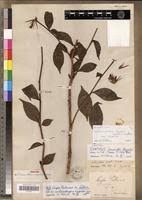 Image result for Sclerochiton vogelii