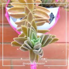 Image result for Aeollanthus parvifolius