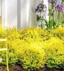 Image result for Ligustrum sinense