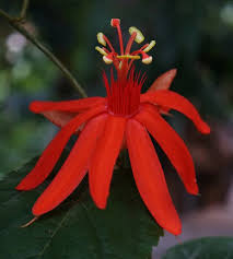 Image result for Passiflora vitifolia