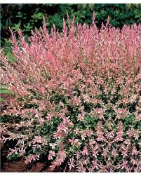 Saule Crevette En Buisson Jardins Arbuste Fleuri Et Jardinage