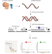 It is capable of increasing the number of copies of a particular gene in an exponential manner, facilitating the detection of that particular dna fragment. The Worldwide Test For Covid 19 Global Biotechnology Insights