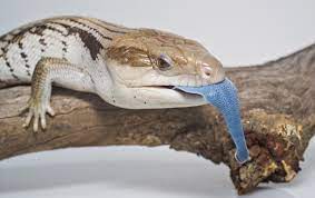 It enjoys an omnivorous diet of insects, wild flowers, fruits, snails and more. Blue Tongued Skink Care Sheet For First Time Owners Everything Reptiles