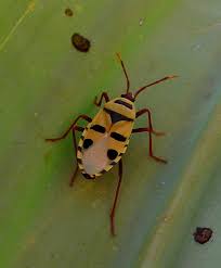 Image result for Aleuritopteris welwitschii