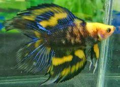 Black And Yellow Fish Doubletail Fancy Blue Yellow Betta Male Betta Betta Fish Betta Fish Types