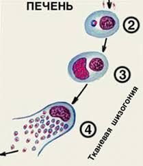 Popis A Klasifikace Puvodcu Malarie Malarie Plasmodia Systematicke Postaveni Morfologie Vyvojove Cykly Specificke Rozdily Boj Proti Malarii Ukoly Sluzby Proti Malarii V Soucasne Fazi