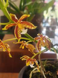 Image result for Cardiochilos