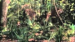 Male gigolo (1999) and deuce bigalow: Walking Dead Trailer 1994 Youtube