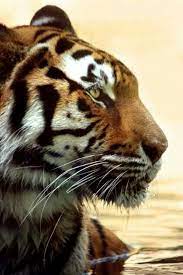 Tiger Side View Animals Wild Animals Beautiful Cute Animals