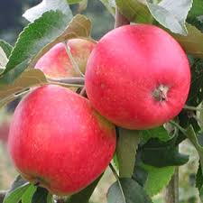 We did not find results for: Pink Lady Apple Tree Fruit Trees Ison S Nursery Vineyard