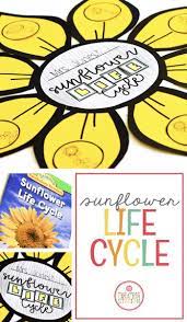 Sunflower Life Cycle Mrs Jones Creation Station Sunflower Life Cycle Life Cycles Flower Life Cycle