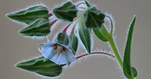 Image result for Trichodesma zeylanicum