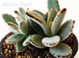 Tipos de cactus y lista de nombres. Galeria Fotografica De Plantas Suculentas