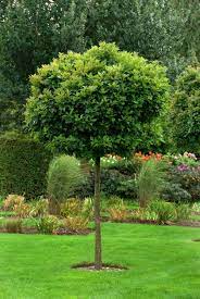 5 schnellwachsende pflanzen für den garten. 4 Schattenspendende Baumarten Fur Kleine Garten Garten Bepflanzen Baume Garten Vorgarten Bepflanzen