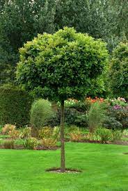 In einem garten, vor allem wenn er sich mitten in der stadt befindet, muss ein einheimischer baum nicht zwangsläufig die beste wahl sein. 4 Schattenspendende Baumarten Fur Kleine Garten Garten Bepflanzen Baume Garten Vorgarten Bepflanzen