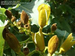 Image result for Fernandoa