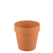My parents had one when i was growing up, a large sprawling specimen that lived in a terra cotta pot and would drop red blossoms onto the. 2 5 Terra Cotta Clay Pot Succulent Pot Succulents Box