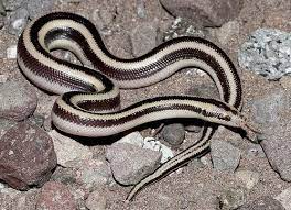 Mexican Rosy Boa Lichanura Trivirgata Trivirgata Rosy Boa Snake Photos Pet Snake