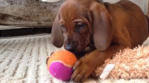 We did not find results for: Cutest Redbone Coonhound Puppy Face Ever Youtube