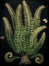 Paul Montgomery Studio Botanical Fern 2 Botanical Drawings Plant Art Botanical Illustration