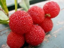 They have sweet and juicy flesh. Fruits I Wanna Eat And Grow