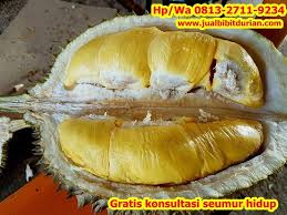 Durian musang king memiliki warna daging khas kuning seperti kunyit, berbeda dengan warna daging durian varian lain. Promo Hp Wa 0813 2711 9234 Jual Bibit Durian Bawor Ke Jawa Tengah Hp Wa 0813 27119234 Ciri Bibit Durian Duri Hitam Bibit Durian Duri Hitam Cilacap Bibit Durian Dongkelan Bibit Durian Emas Bibit Durian Paling