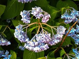 Droopy Hydrangea Plants What To Do When Hydrangeas Are Drooping Planting Hydrangeas Hydrangea Not Blooming Hydrangea Care