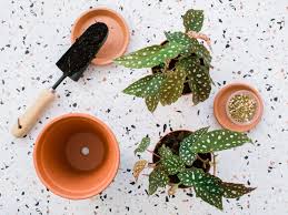 You wont get the same plant in the pictures. Angel Wing Begonia Indoor Plant Care Growing Guide