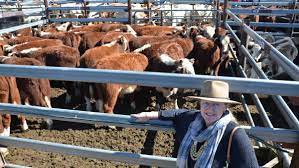 Tenterfield steers hit 435c/kg | The Land | NSW